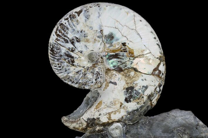 Fossil Ammonite (Hoploscaphites) - South Dakota #115152